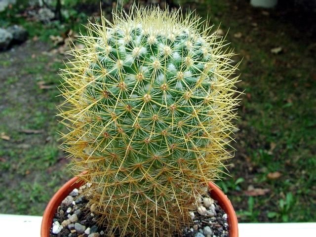 Mammillaria _rhodantha _ssp.pringlei__ 02